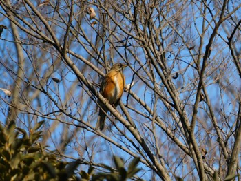 2023年1月9日(月) 和田堀公園の野鳥観察記録