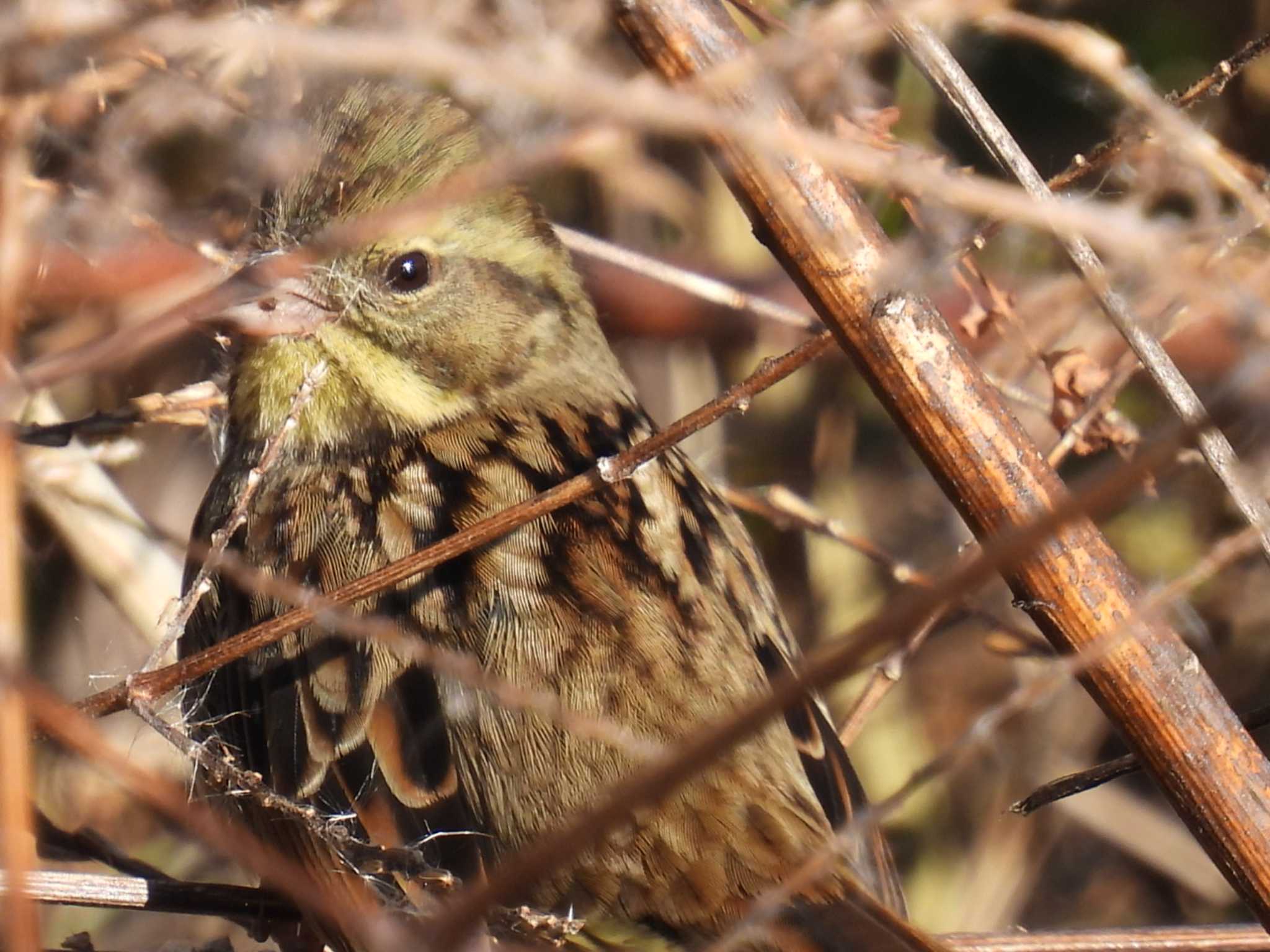 Masked Bunting