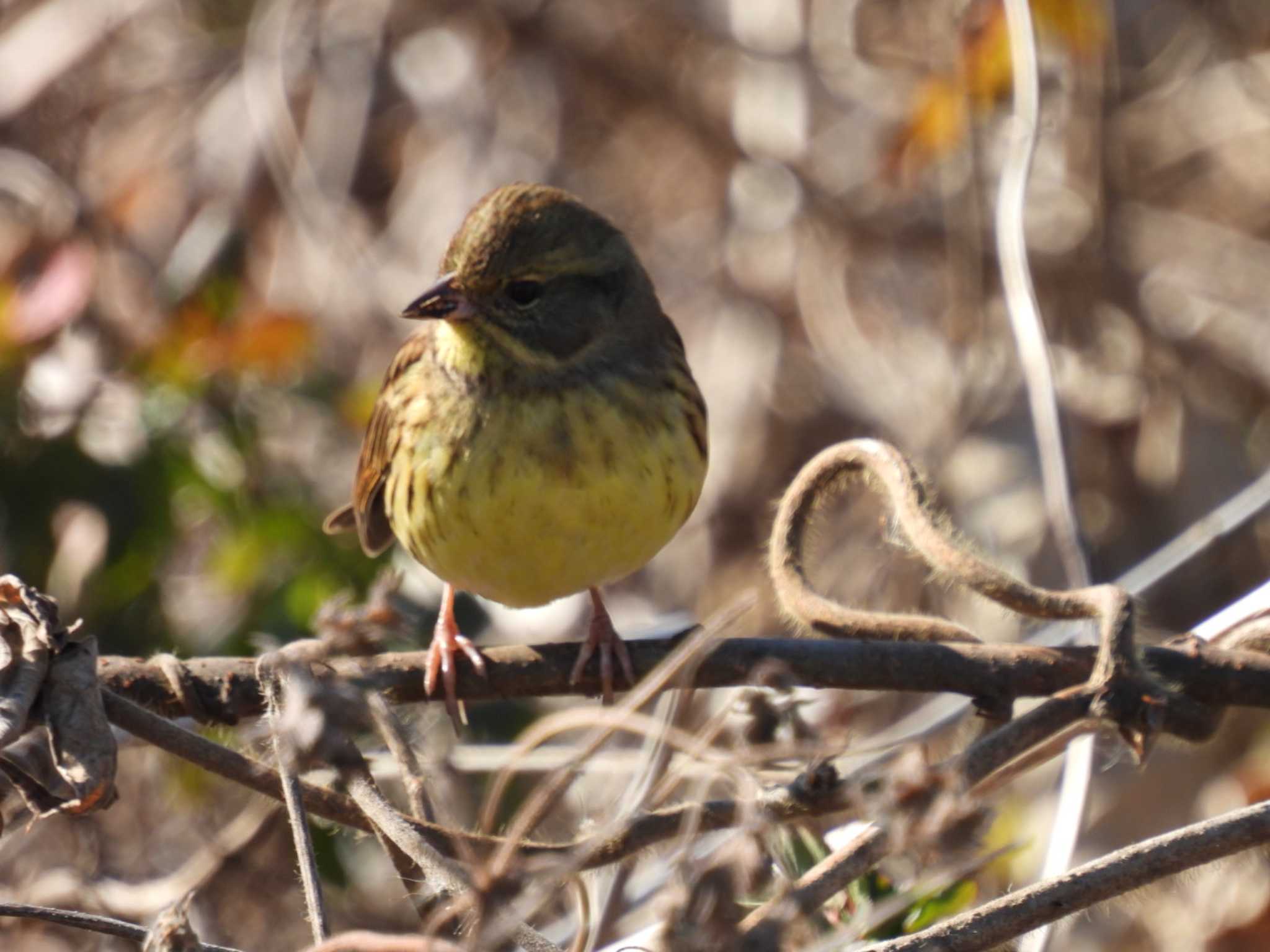 Masked Bunting