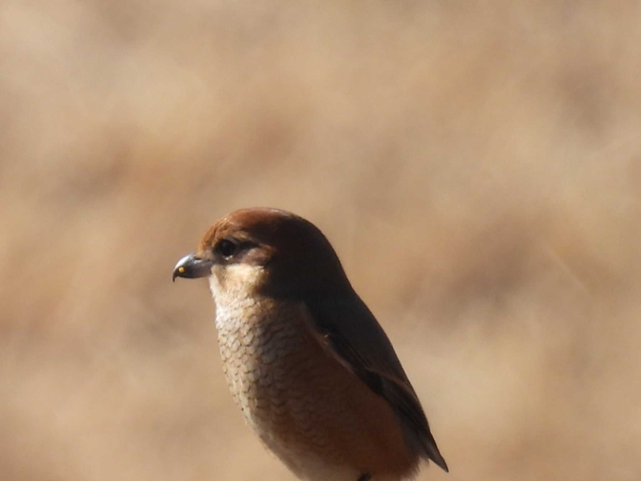 Photo of Bull-headed Shrike at North Inba Swamp by カズー