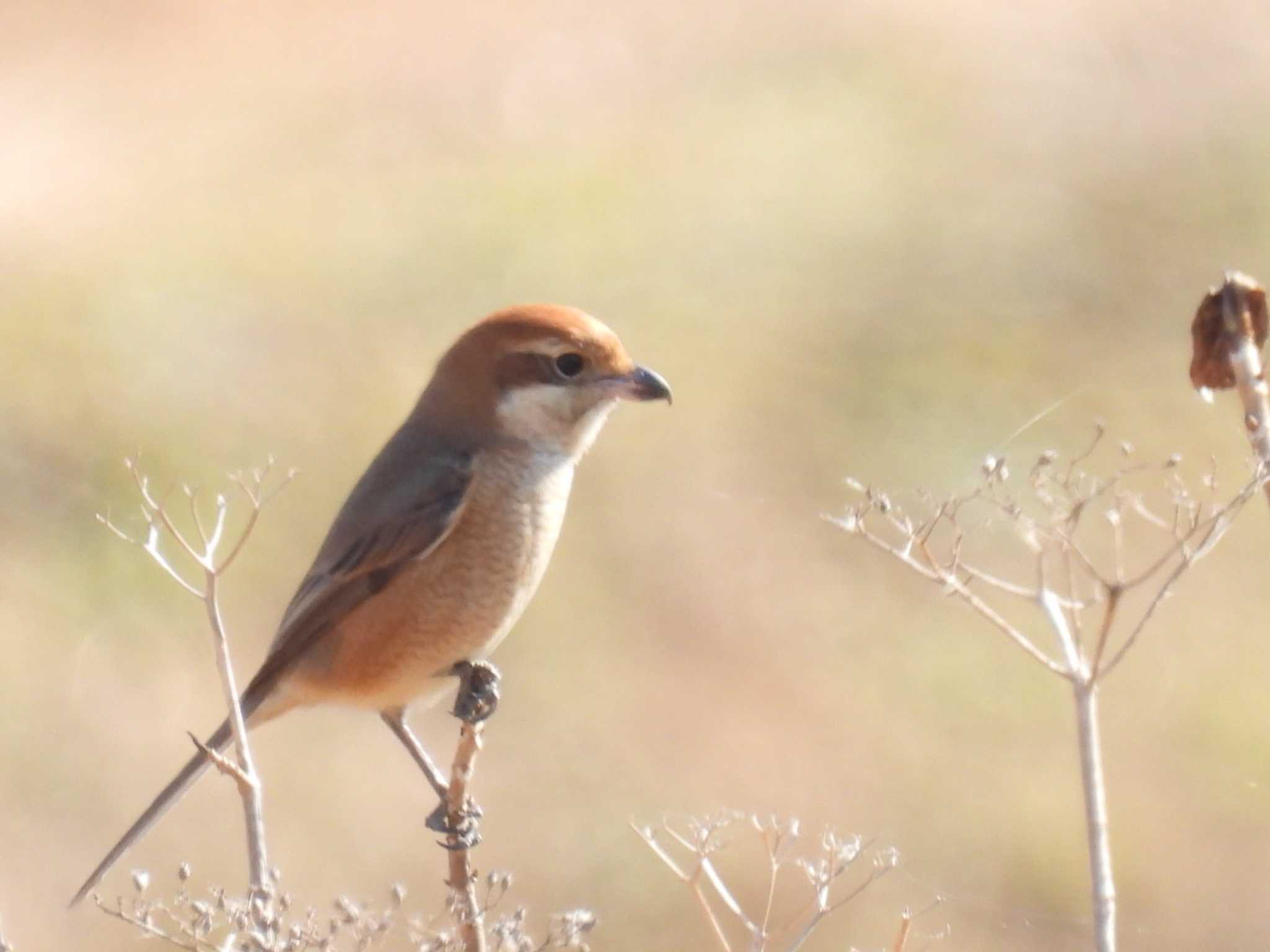 Photo of Bull-headed Shrike at North Inba Swamp by カズー