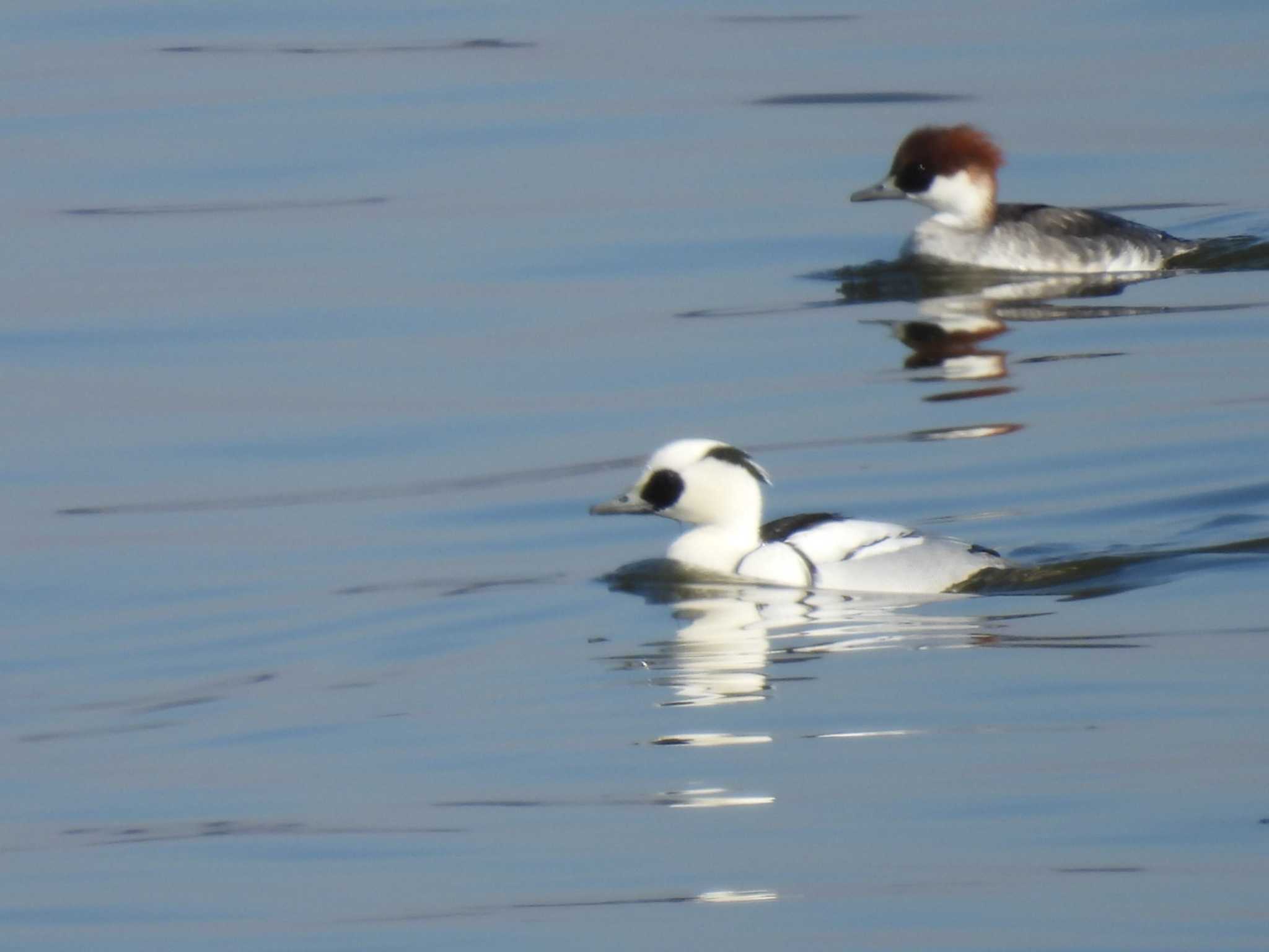 Smew