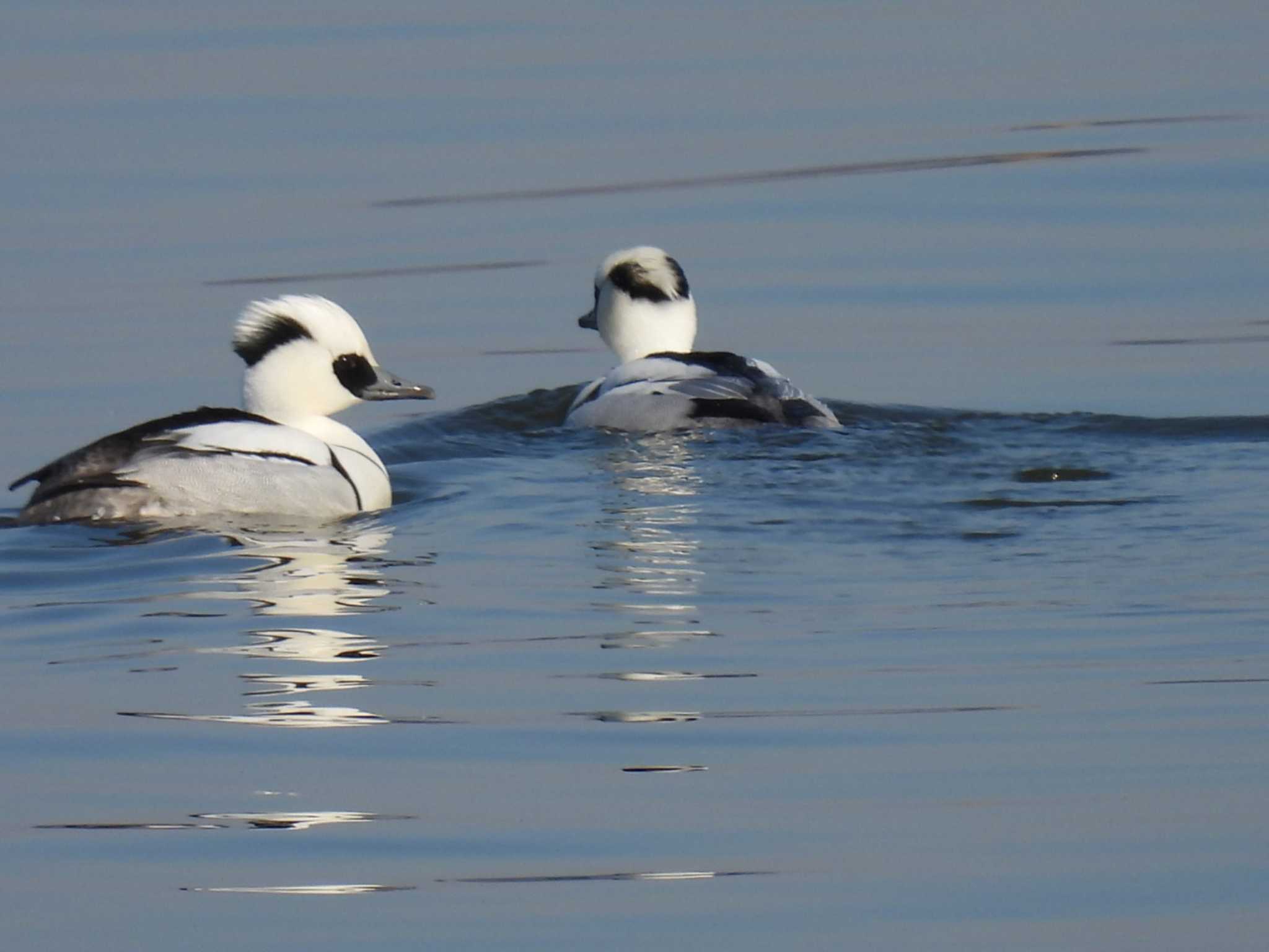 Smew