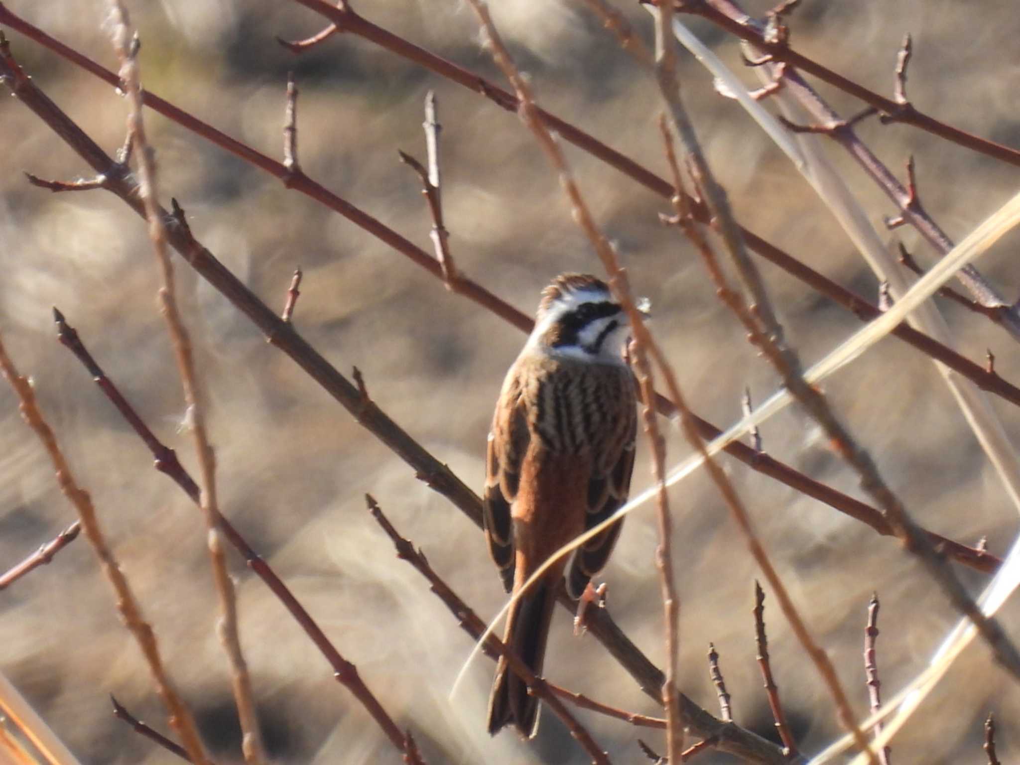 Meadow Bunting