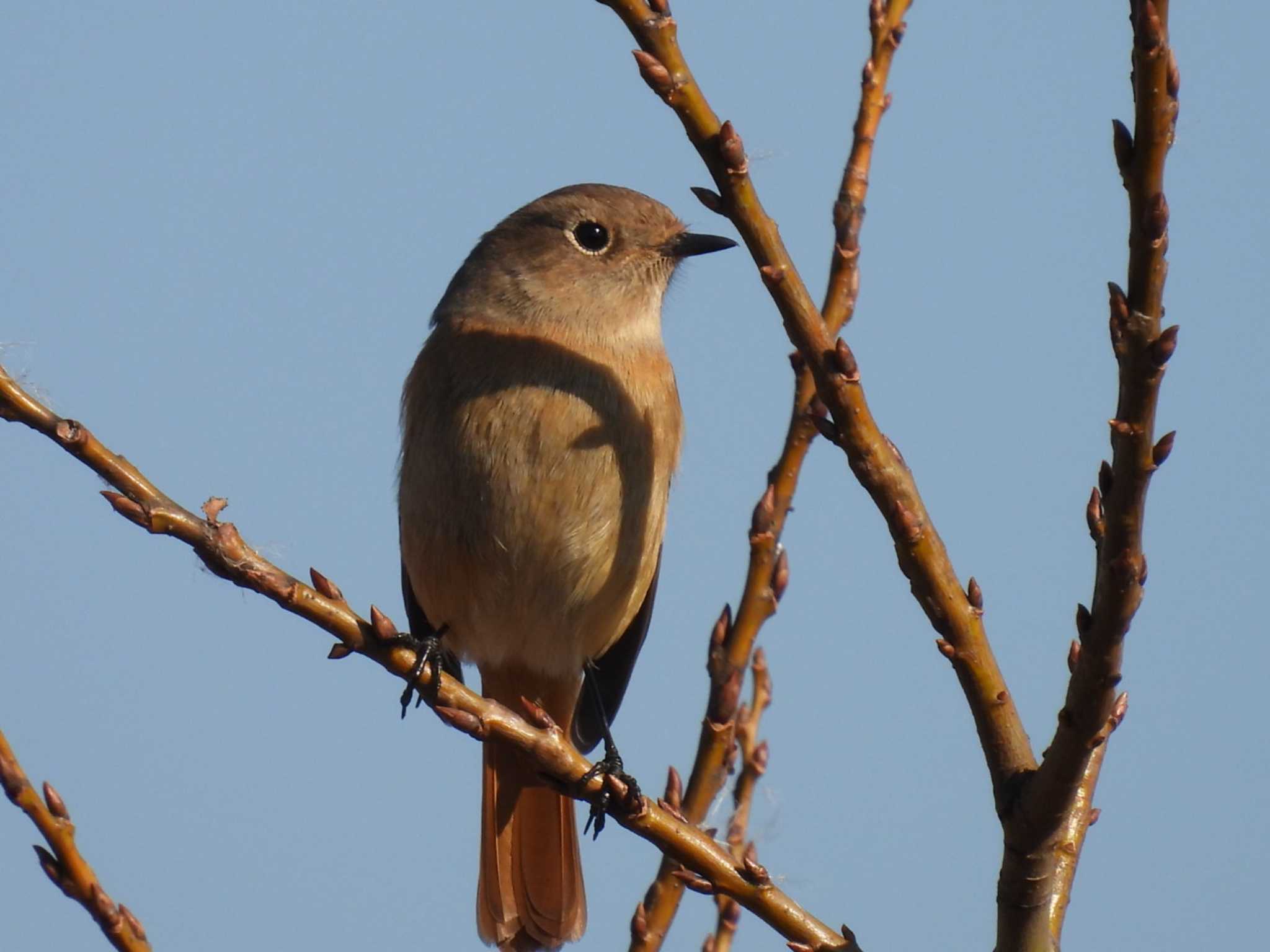 Daurian Redstart