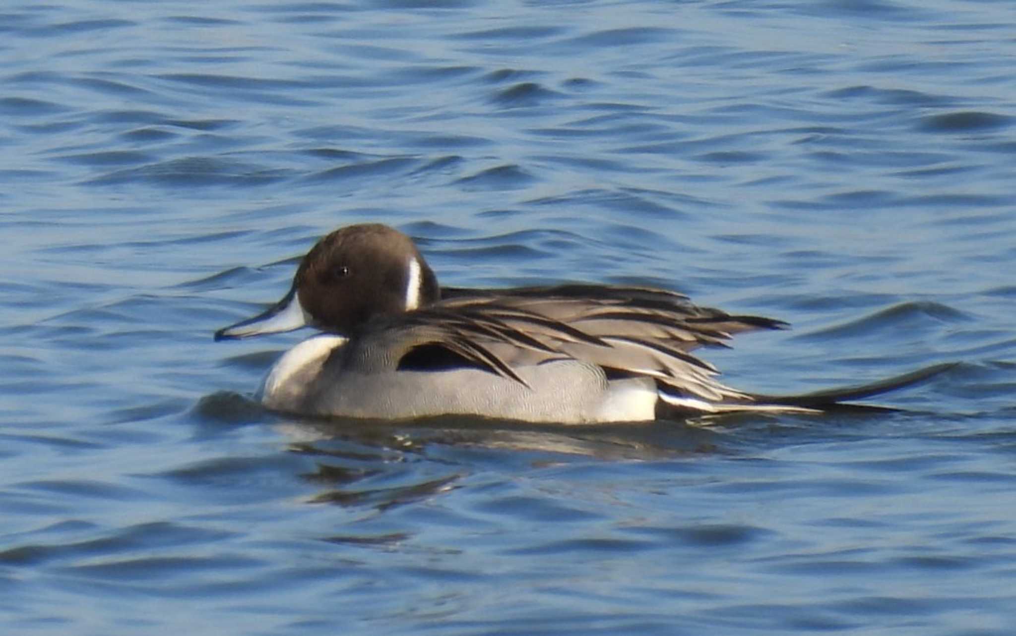 Northern Pintail