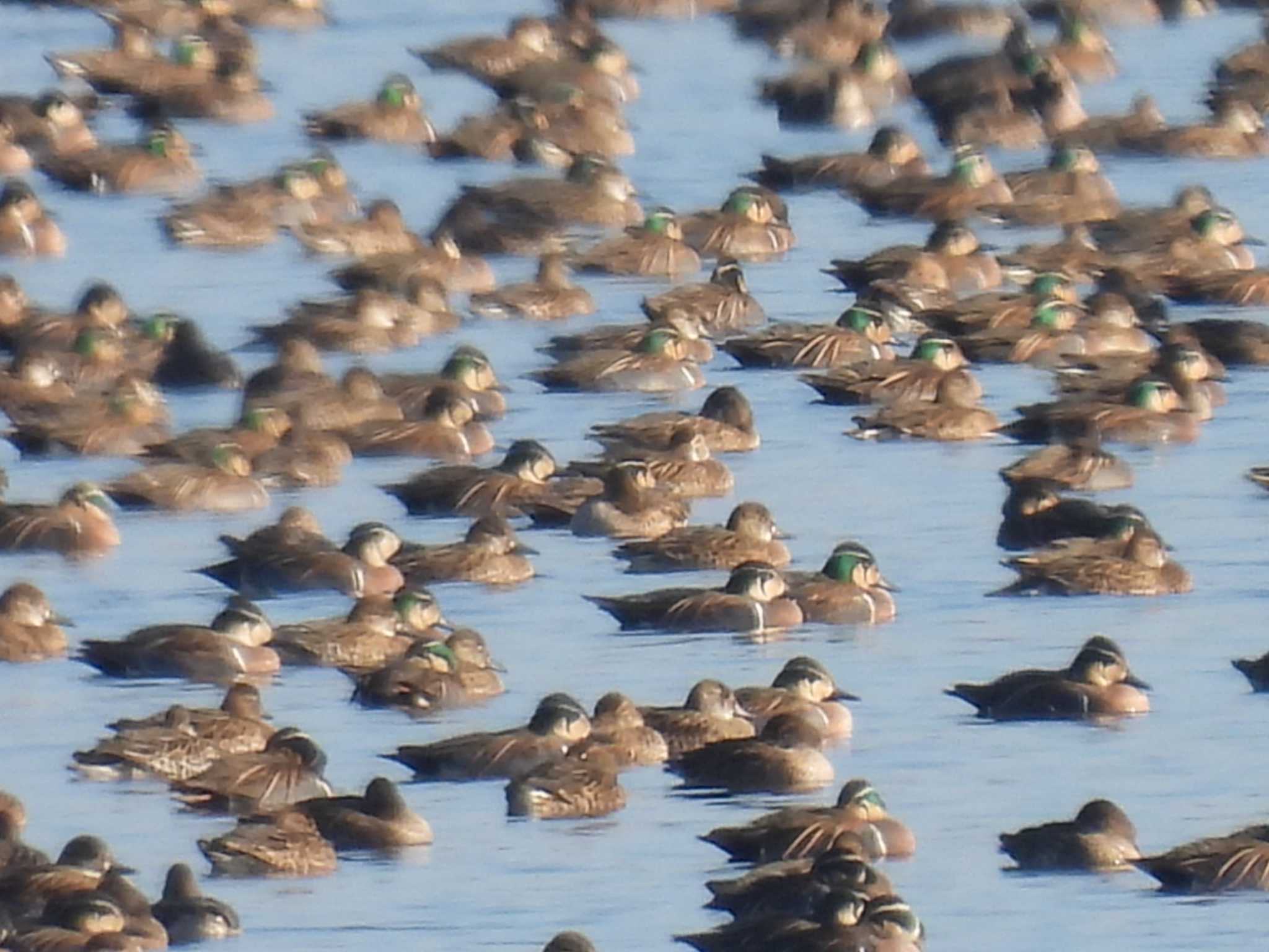 Baikal Teal