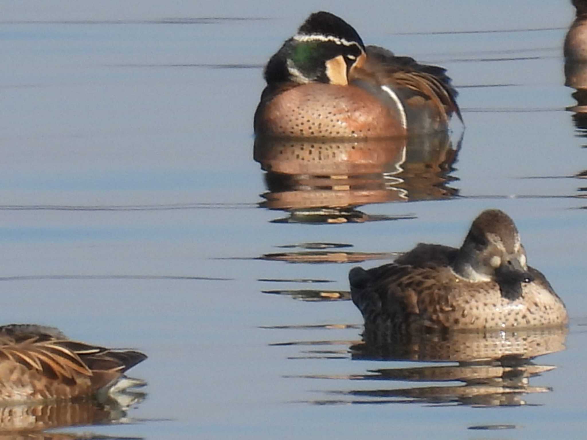 Baikal Teal