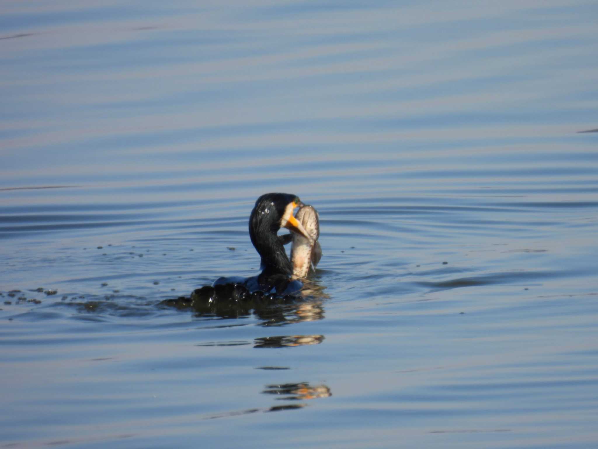 Great Cormorant