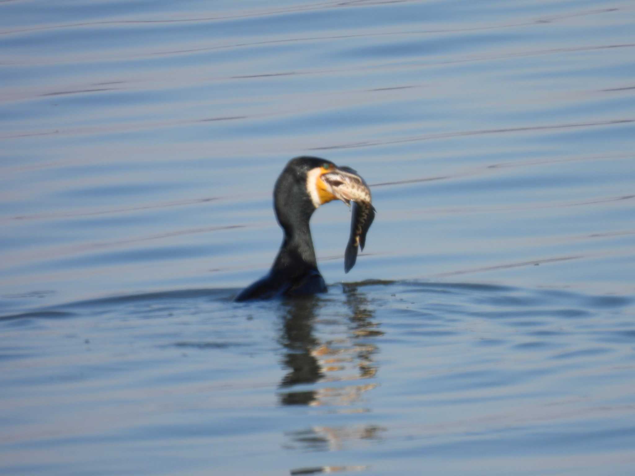 Great Cormorant