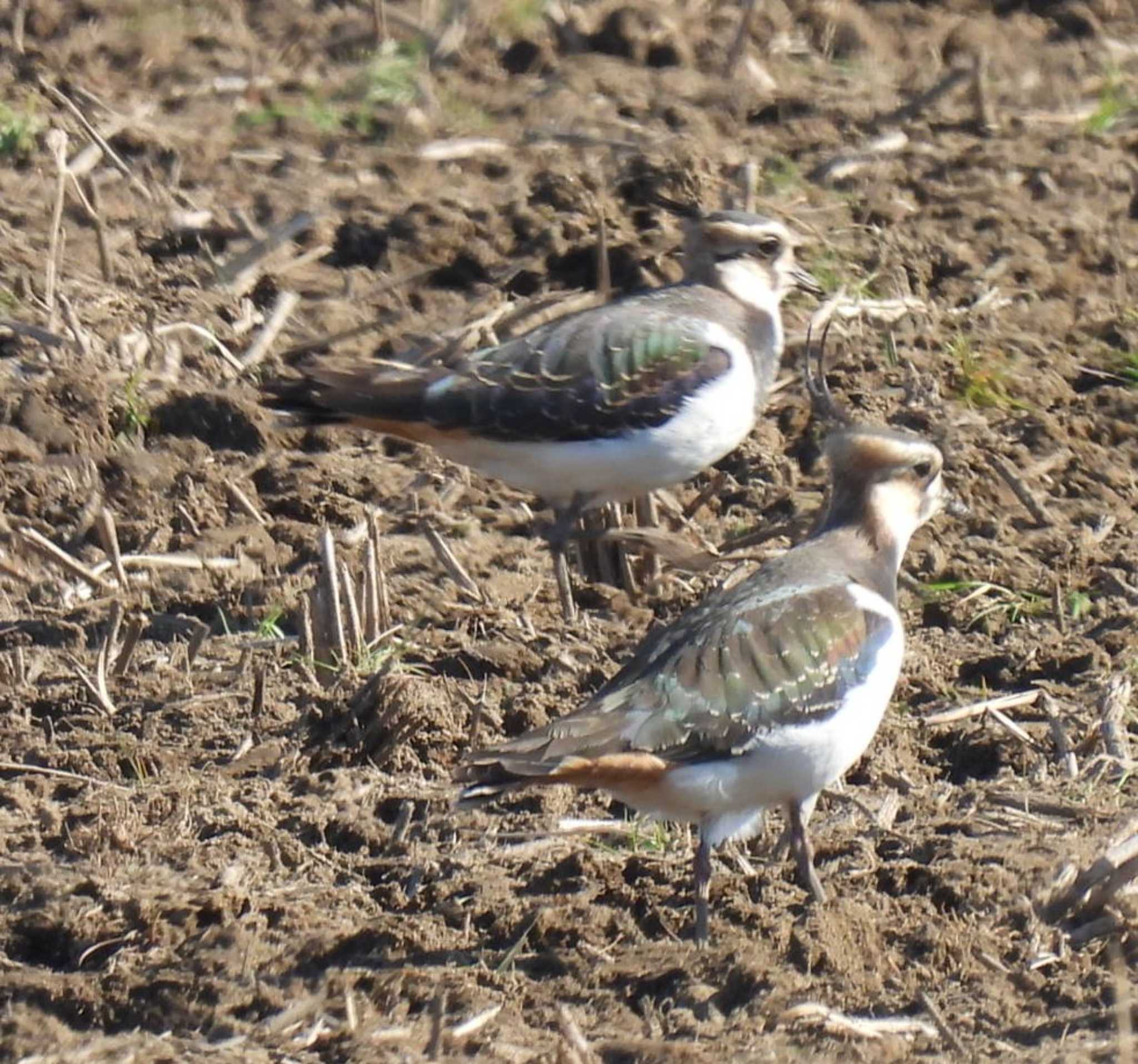 Northern Lapwing