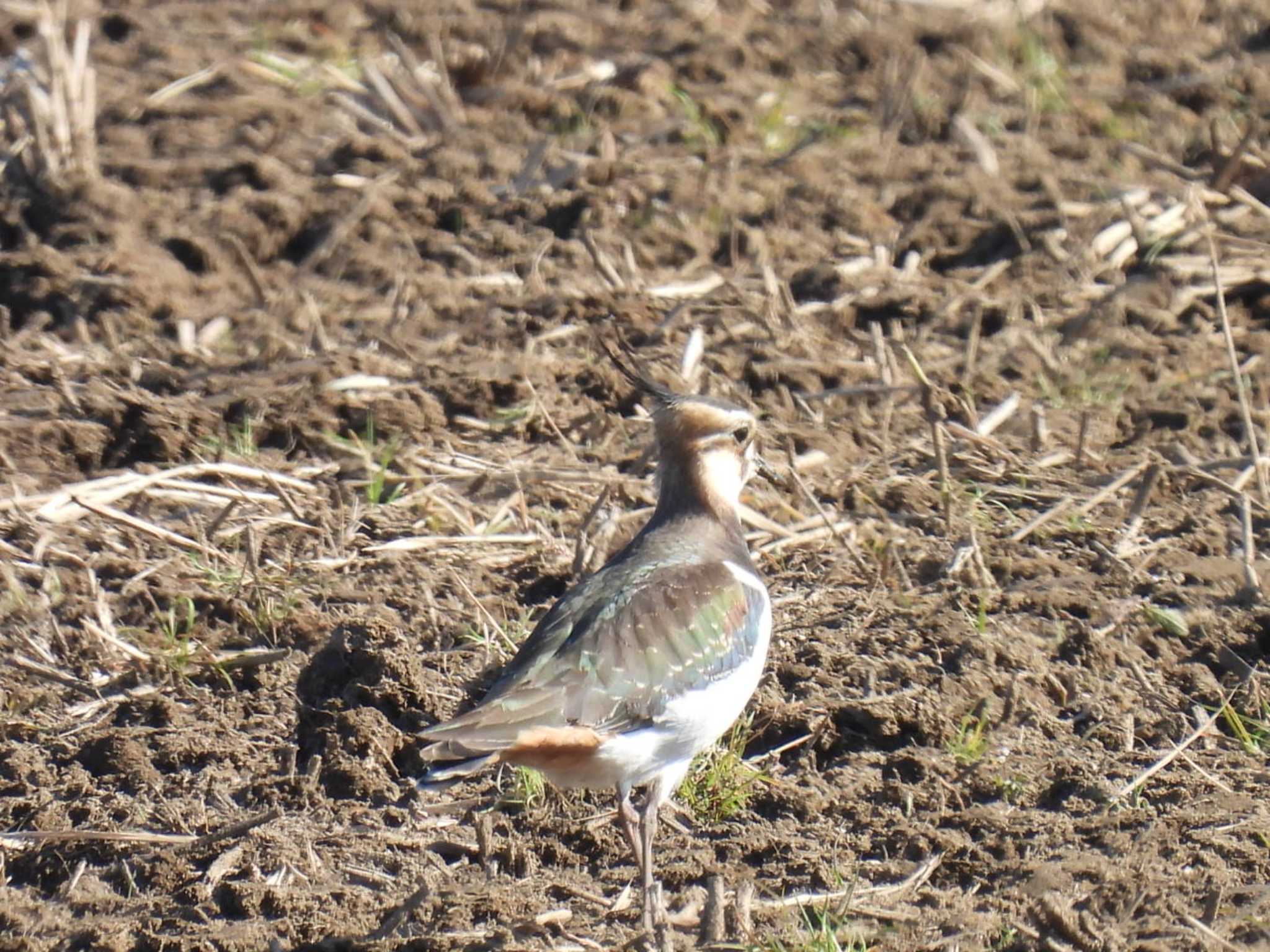 Northern Lapwing