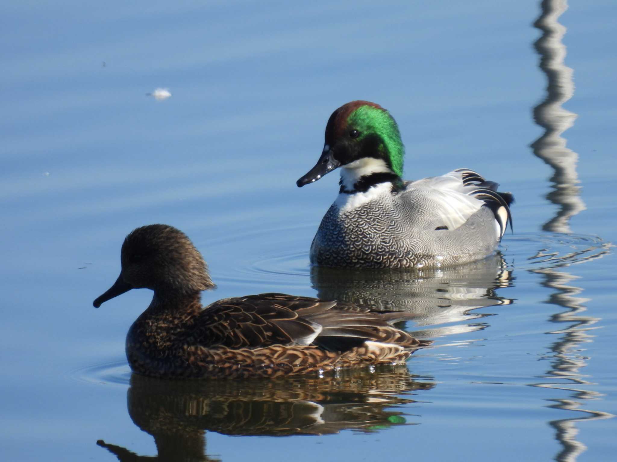 Photo of Falcated Duck at North Inba Swamp by カズー