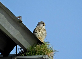 チョウゲンボウ 守山みさき自然公園 2023年1月9日(月)