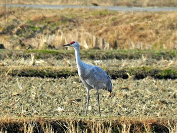 カナダヅル 守山みさき自然公園 2023年1月9日(月)