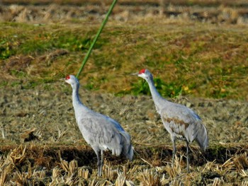 カナダヅル 守山みさき自然公園 2023年1月9日(月)