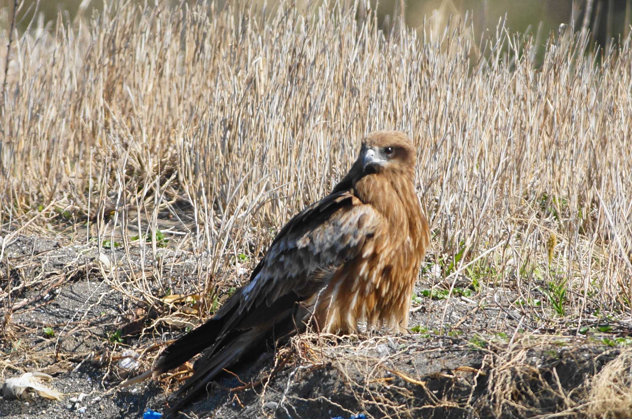 Black Kite