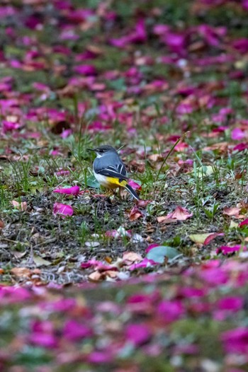 キセキレイ 万博記念公園 2023年1月8日(日)