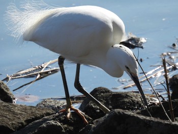 コサギ 袖ヶ浦公園 2023年1月9日(月)