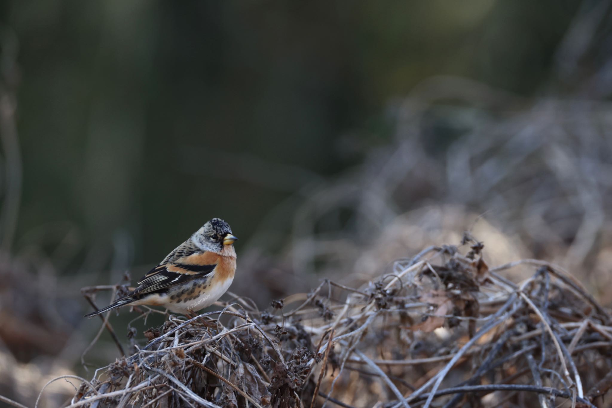 Photo of Brambling at Kitamoto Nature Observation Park by 八丈 鶫