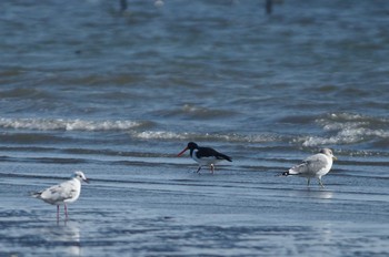 Common Gull 千葉県 Sun, 3/25/2018