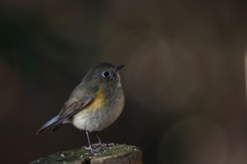 Red-flanked Bluetail Kitamoto Nature Observation Park Mon, 1/9/2023