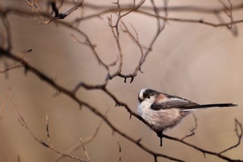 Long-tailed Tit Kitamoto Nature Observation Park Mon, 1/9/2023