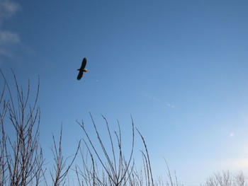 Steller's Sea Eagle ひだか Sun, 1/8/2023