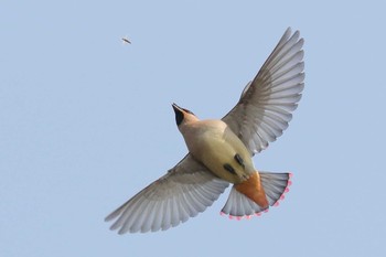 Japanese Waxwing Unknown Spots Sun, 3/25/2018