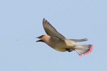 Japanese Waxwing Unknown Spots Sun, 3/25/2018