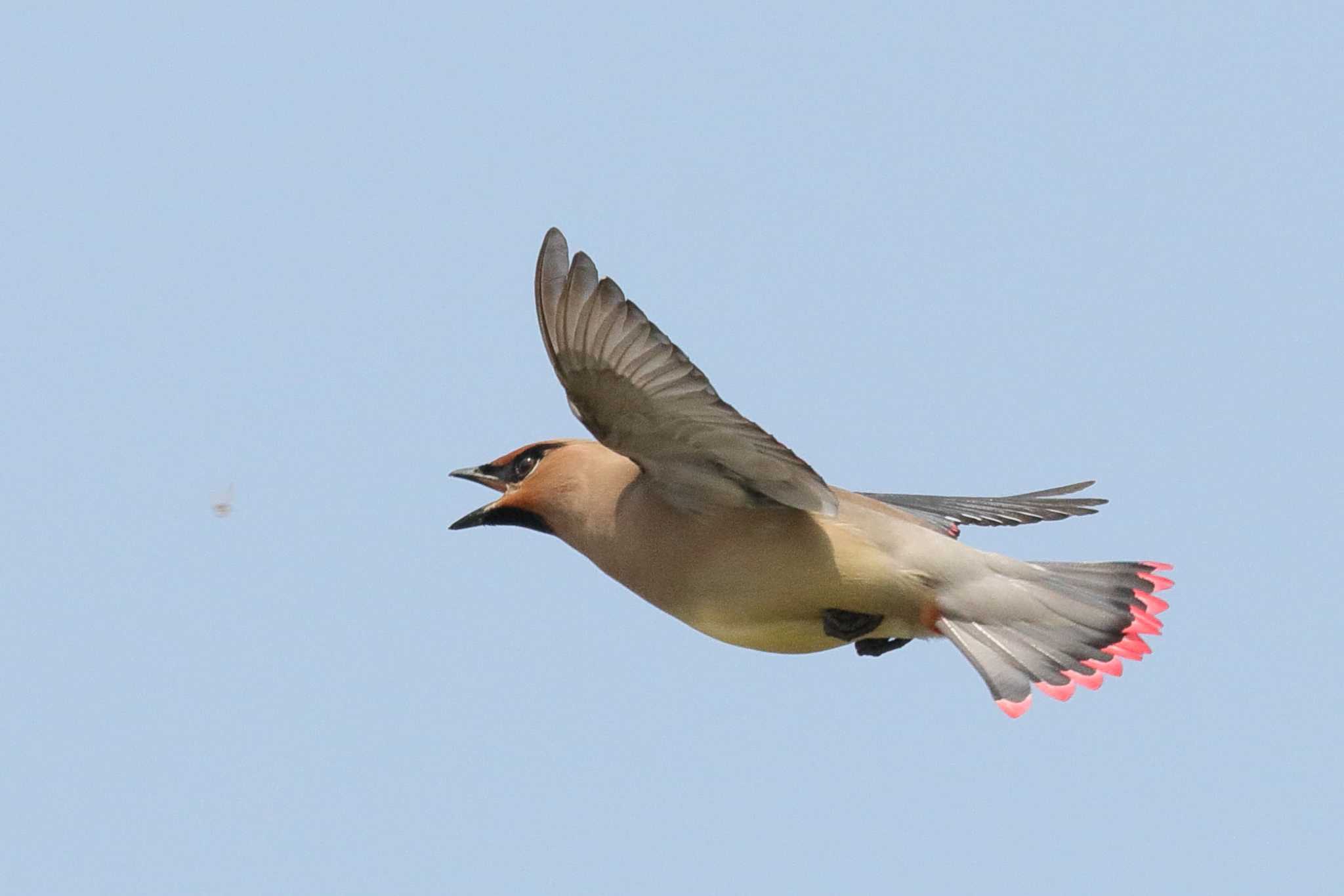 Photo of Japanese Waxwing at  by みっちー