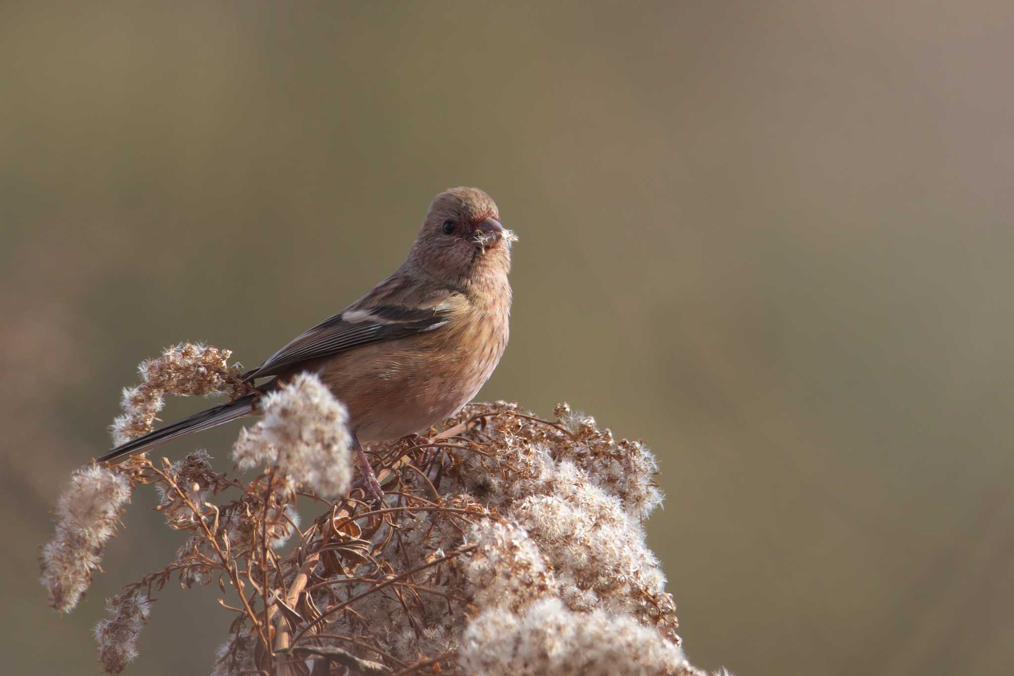 Photo of Siberian Long-tailed Rosefinch at 西宮市 by img.tko.pict