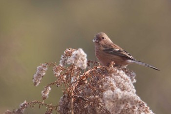 Siberian Long-tailed Rosefinch 西宮市 Fri, 1/6/2023