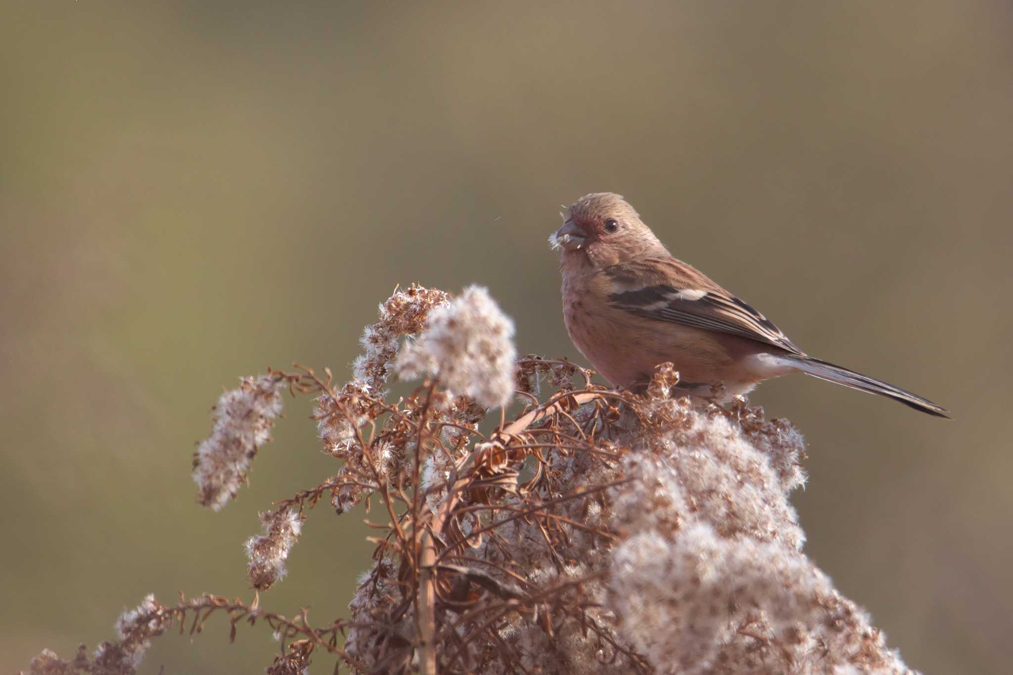 Photo of Siberian Long-tailed Rosefinch at 西宮市 by img.tko.pict