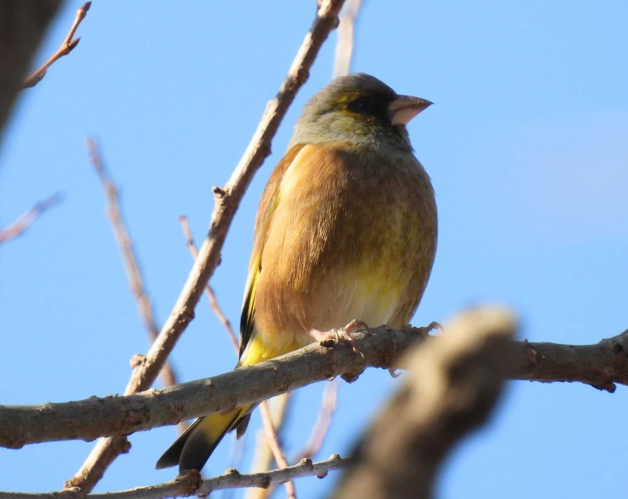Photo of Grey-capped Greenfinch at North Inba Swamp by ヤマガーラ