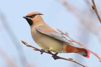 Japanese Waxwing Unknown Spots Sun, 3/25/2018