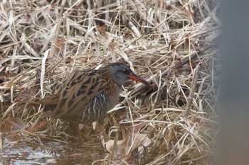 Brown-cheeked Rail 西宮市 Fri, 1/6/2023