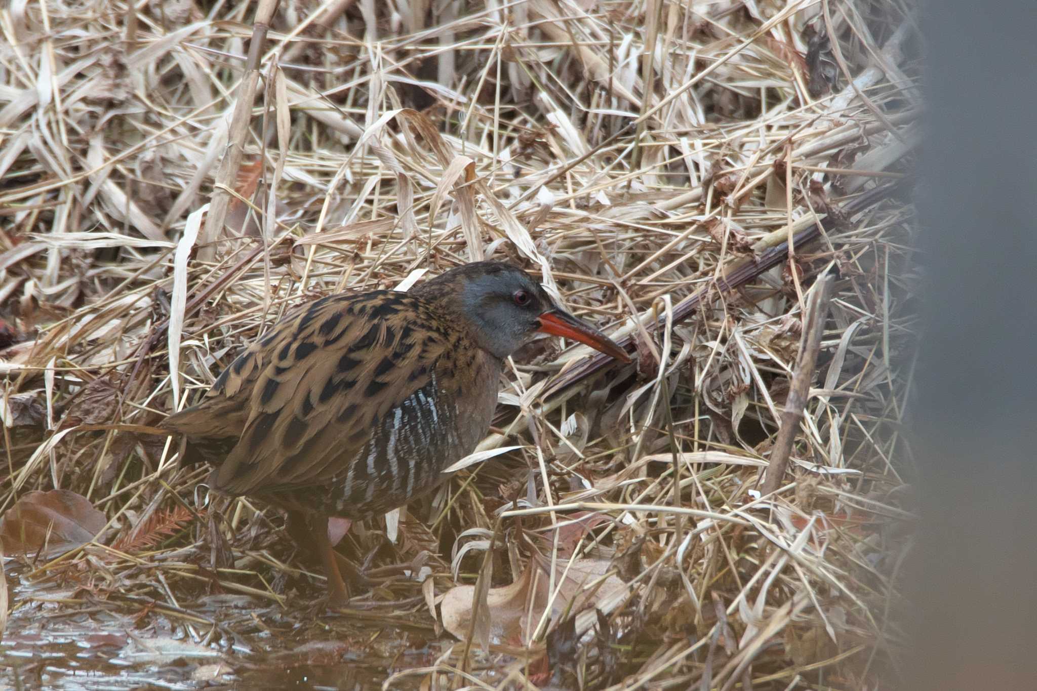 Photo of Brown-cheeked Rail at 西宮市 by img.tko.pict