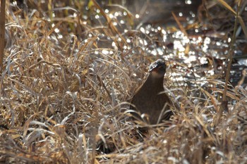 Brown-cheeked Rail 西宮市 Fri, 1/6/2023