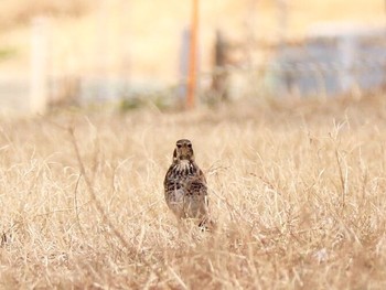 Dusky Thrush 多摩川 Sat, 2/17/2018