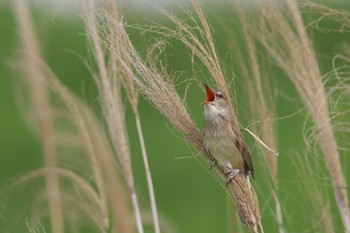 Oriental Reed Warbler 摂津市 Sat, 7/9/2022