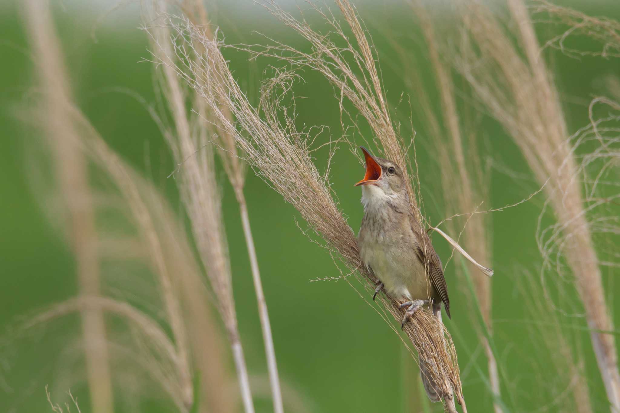 Photo of Oriental Reed Warbler at 摂津市 by img.tko.pict