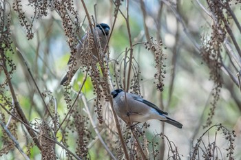 2018年3月17日(土) 三木山森林公園の野鳥観察記録