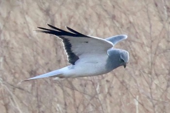 Hen Harrier Unknown Spots Sun, 1/8/2023