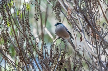 Eurasian Bullfinch Mikiyama Forest Park Sat, 3/17/2018