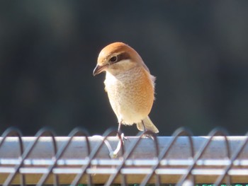 2023年1月9日(月) 寺家ふるさと村の野鳥観察記録