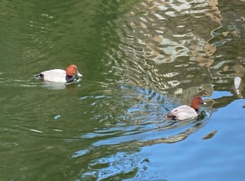 Eurasian Wigeon 深田池公園 Sun, 1/8/2023