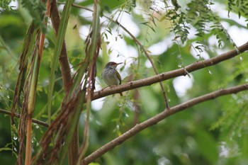 Rufous-fronted Tailorbird ミンダナオ島 Mon, 3/19/2018