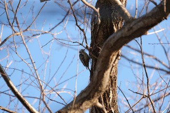 2023年1月9日(月) 船橋法典の野鳥観察記録