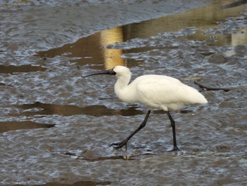 2022年12月30日(金) 出水市の野鳥観察記録